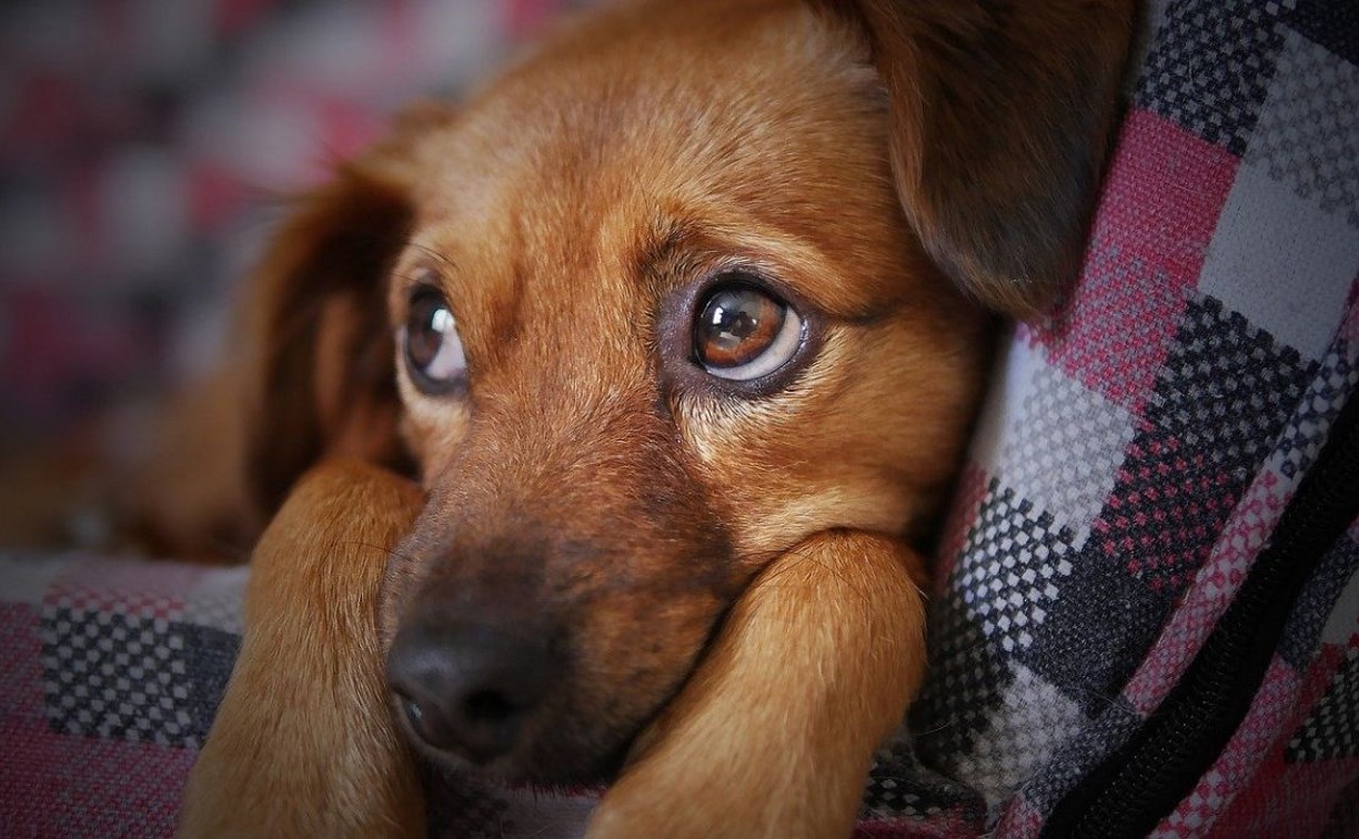 Потерявшаяся собачка привела сахалинку к мошенникам из Карачаево-Черкесии