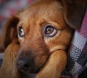Потерявшаяся собачка привела сахалинку к мошенникам из Карачаево-Черкесии