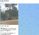 Россиянку оштрафовали за фейкового медведя