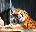 Зоопарк в Южно-Сахалинске переходит на весенний режим работы 