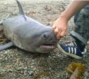 Двухметровую акулу поймали на юге Сахалина (ФОТО)