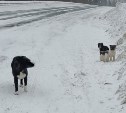 "Говорят, под Новый год...": собачье семейство больше месяца в снегу на Холмском перевале ждёт хозяев