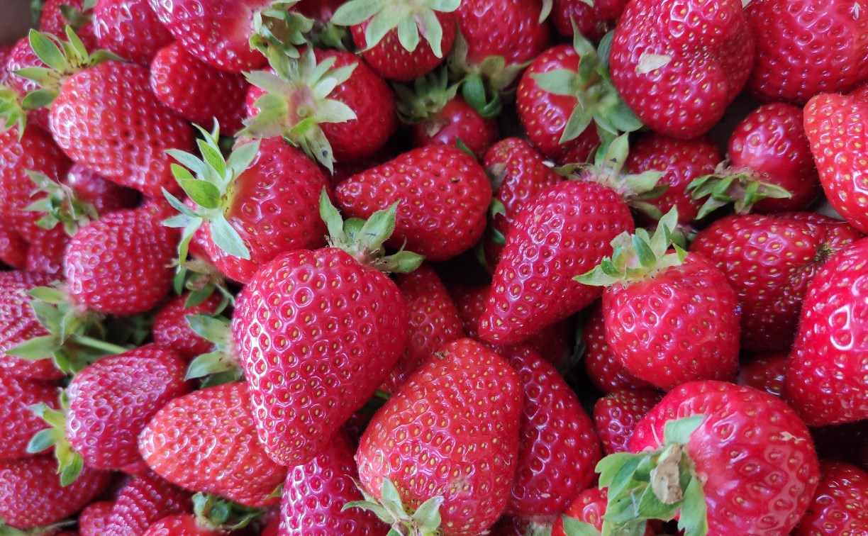 На Сахалине планируется собрать 57 тонн различных ягод