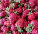 На Сахалине планируется собрать 57 тонн различных ягод
