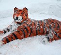 В сахалинских колониях появились тигры