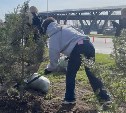 Новая аллея появилась у аэровокзала в Южно-Сахалинске