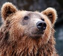 Очевидцы: в черте Южно-Сахалинска заметили медведицу с малышом