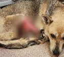 "Словно связывали верёвкой": сахалинские волонтёры спасают собаку с пугающими травмами