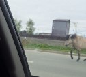Одинокая лошадь бегает по Южно-Сахалинску
