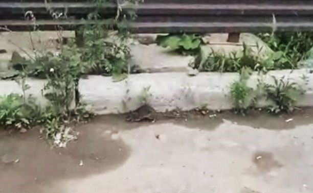 В южно-сахалинском дворе обнаглевшие крысы залезают в машины и грызут проводку и сиденья