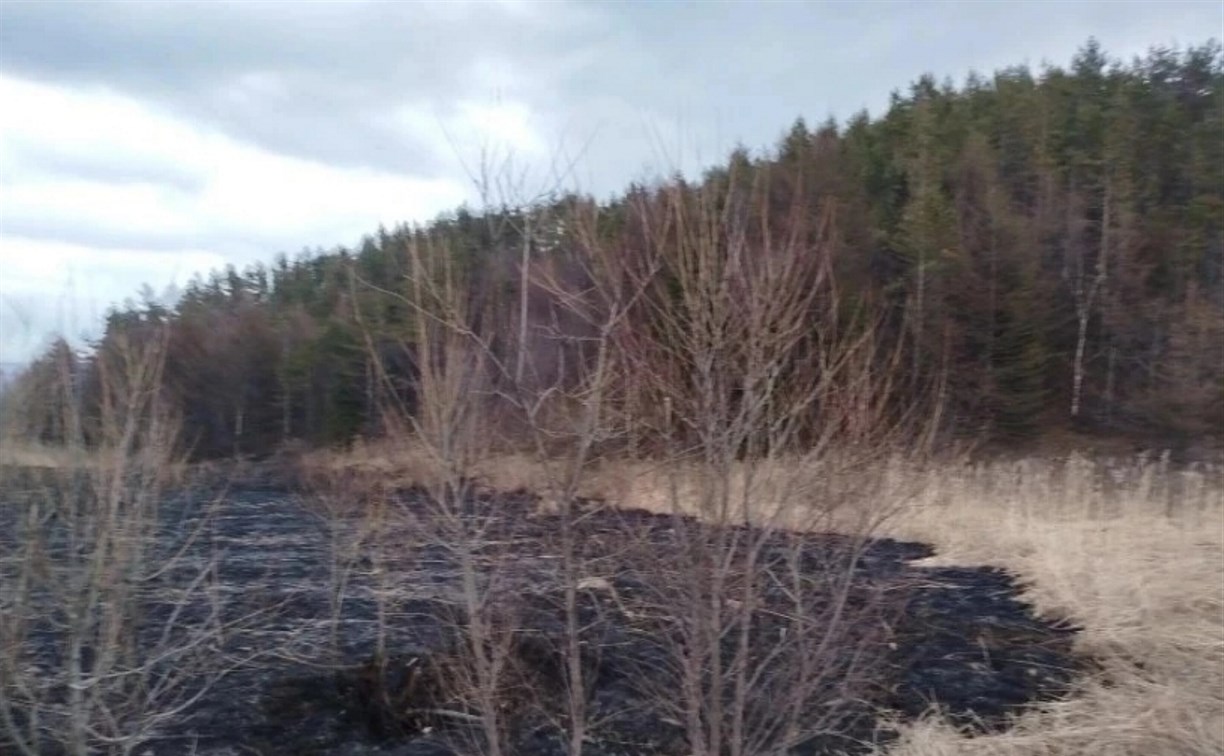 "Выгорело 1500 кв/м": в Углегорске пожарные не дали перекинуться огню на хвойный лес