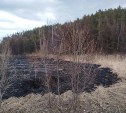 "Выгорело 1500 кв/м": в Углегорске пожарные не дали перекинуться огню на хвойный лес