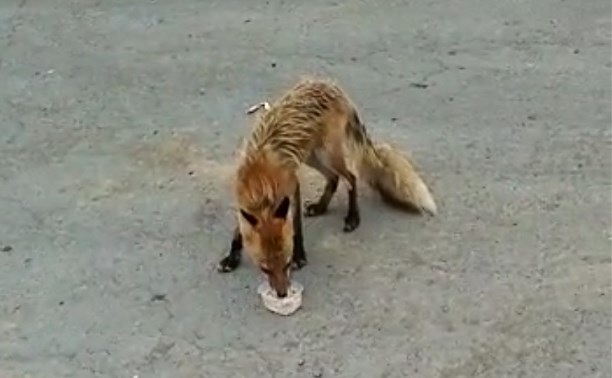 Сердобольные сахалинцы прикормили лисицу на трассе Южно-Сахалинск - Оха