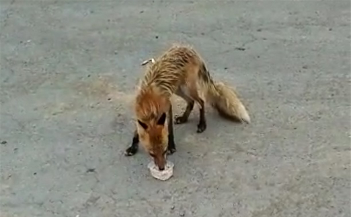 Сердобольные сахалинцы прикормили лисицу на трассе Южно-Сахалинск - Оха