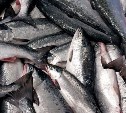 В 2025 году суммарный вылов лососевых на Дальнем Востоке может превысить 310 тыс. тонн