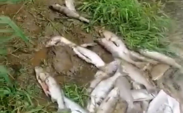 Очевидцы: браконьеры на Лютоге напороли икры и бросили кучи ненужной рыбы