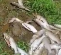 Очевидцы: браконьеры на Лютоге напороли икры и бросили кучи ненужной рыбы