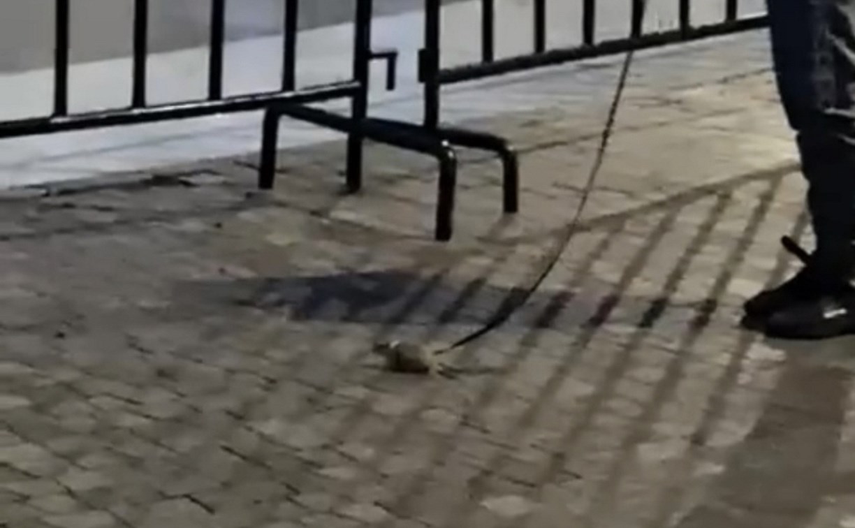 Крысу на поводке выгуляла девочка-подросток на Сахалине 