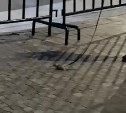 Крысу на поводке выгуляла девочка-подросток на Сахалине 