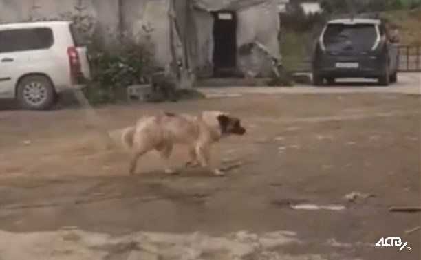 В травматологии оказалась сахалинка после встречи со сторожевым псом