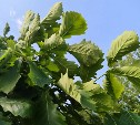 Жара накроет южные районы Сахалина
