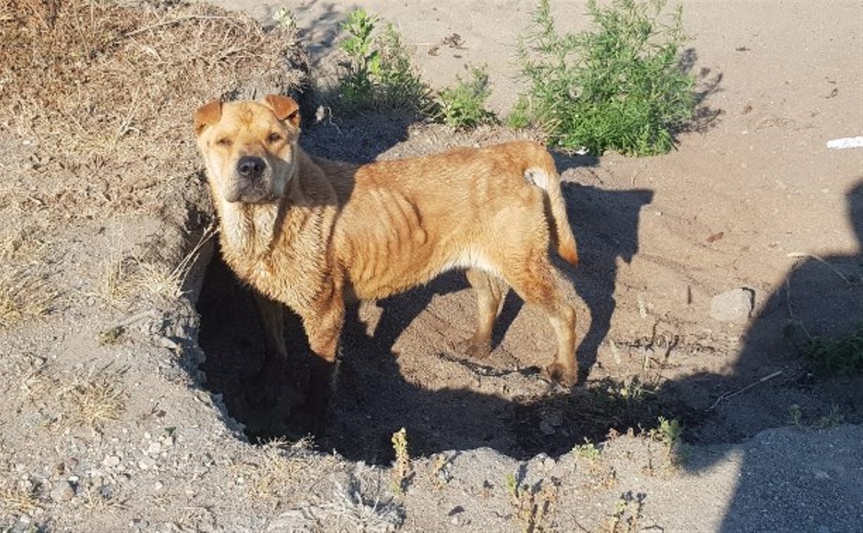 Сахалинцы переживают за исхудалого породистого пса в Корсаковском районе
