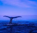 В «Ночь китов» южносахалинцев угостят вкусным чаем
