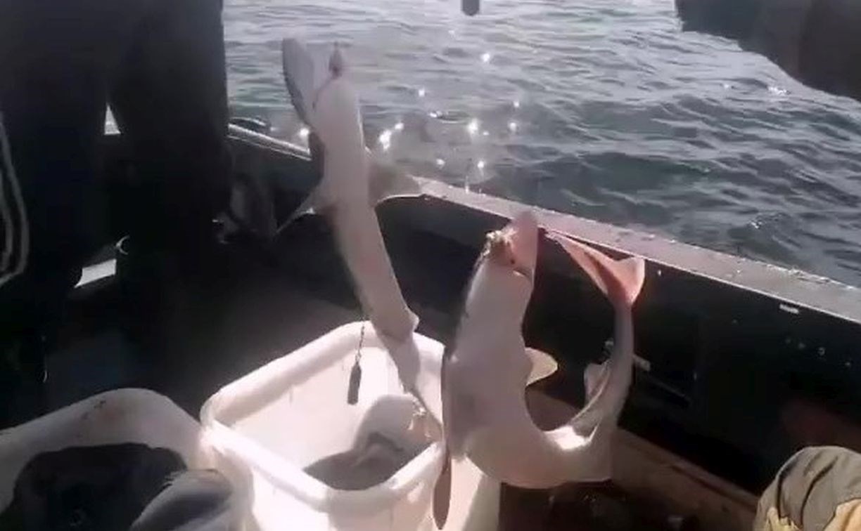 "Жор пошёл": рыбаки на Сахалине ловят на удочку акул