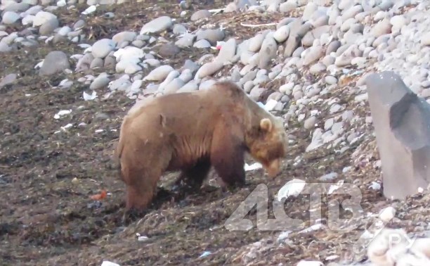 Видео дня: медведь ведёт раскопки в водорослях на побережье Курил