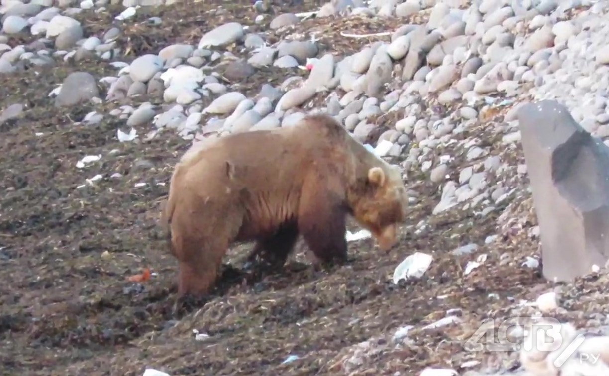 Видео дня: медведь ведёт раскопки в водорослях на побережье Курил