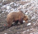 Видео дня: медведь ведёт раскопки в водорослях на побережье Курил