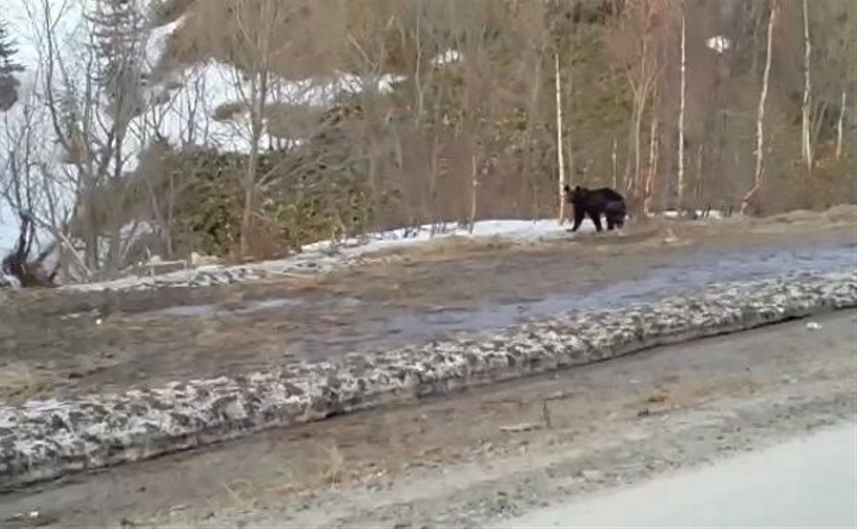 Медведь пытался напасть на холмчанина