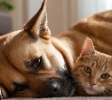 Где на Сахалине и Курилах регистрируют домашних животных: полезная информация для владельцев кошек и собак