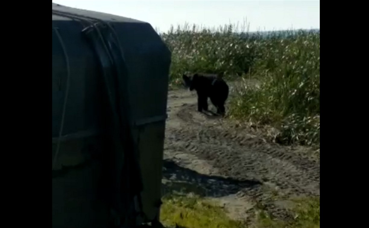 Медведь по кличке Сынок второй год кормится около речки на Сахалине