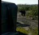 Медведь по кличке Сынок второй год кормится около речки на Сахалине