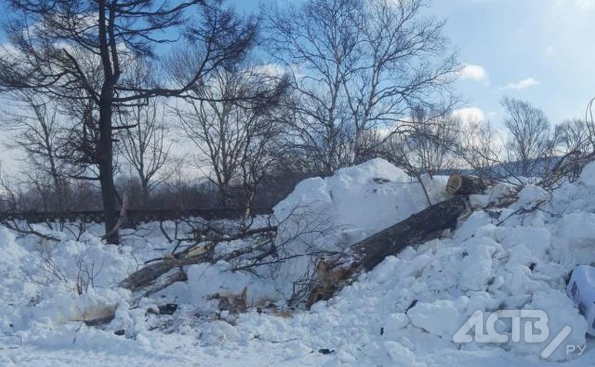 Сахалинцев возмутила массовая вырубка берёз и тополей в Северном городке