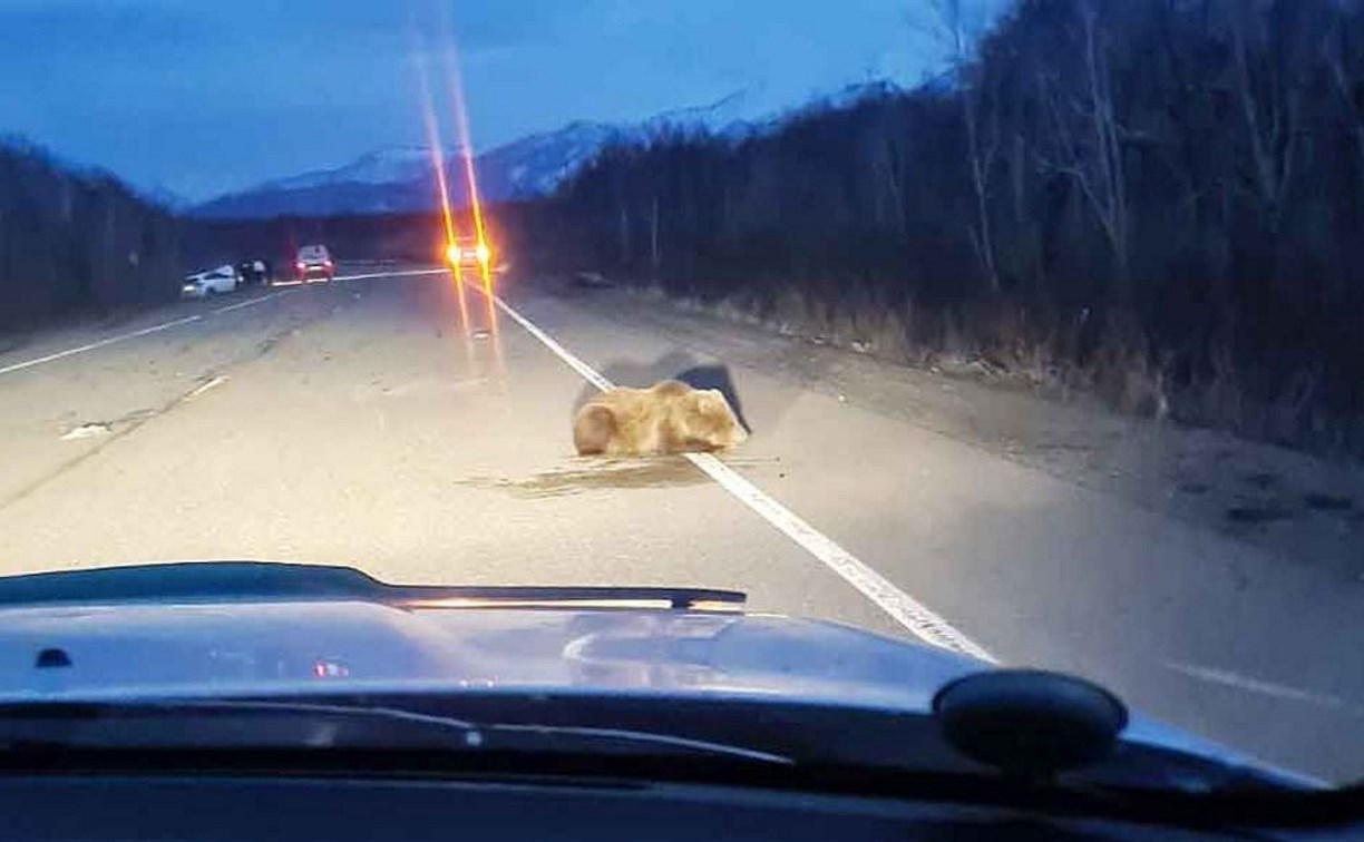 Медведь попал под колёса автомобиля на Камчатке