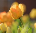 Весна начнётся на Сахалине с тёплой ночи: прогноз погоды для всех районов на 1 марта