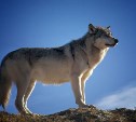 "Убивать щенков": писатель Павел Пашков предложил зачистить от полярных волков всю Камчатку