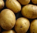 На Сахалине ввели карантинный режим по золотистой картофельной нематоде