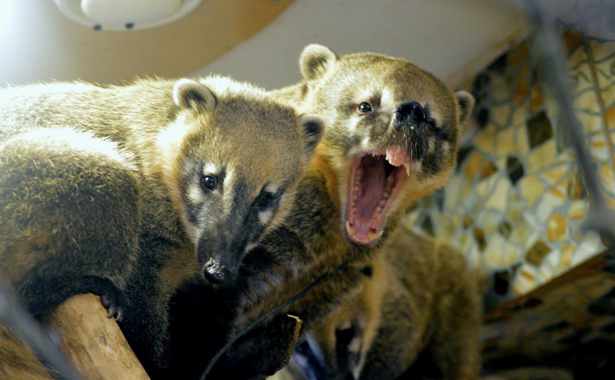 Приезжие носухи поселились в Сахалинском зоопарке