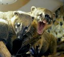 Приезжие носухи поселились в Сахалинском зоопарке
