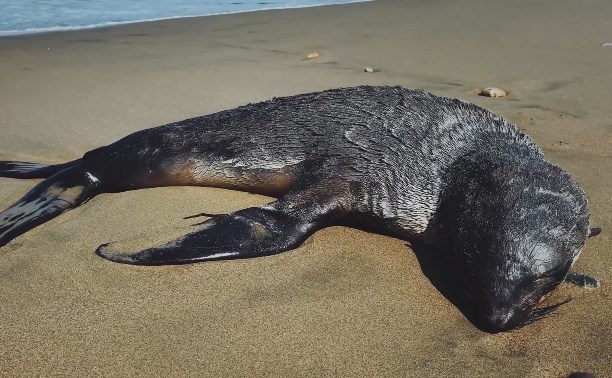 Не только кайры и котики: на побережье Сахалина нашли мёртвых ларг и морских свиней