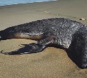 Не только кайры и котики: на побережье Сахалина нашли мёртвых ларг и морских свиней