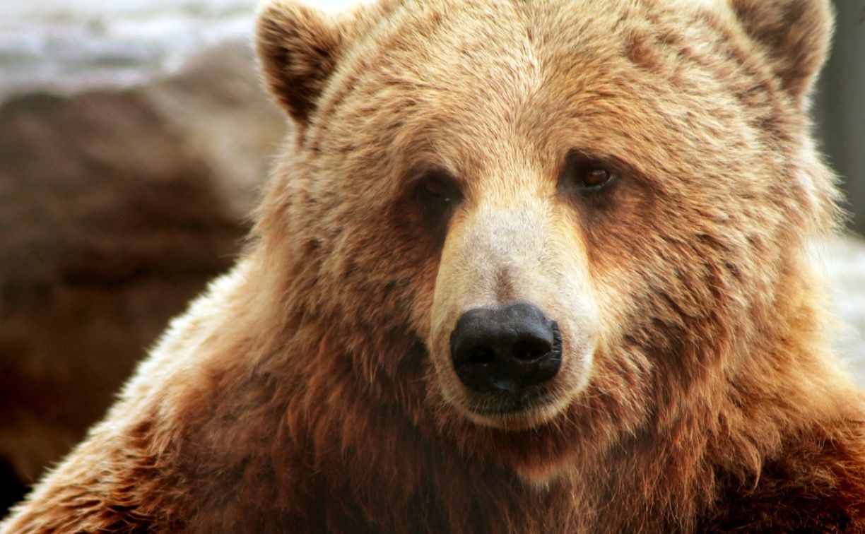 Сколько стоит разрешение на добычу медведя на Сахалине