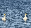 Весна пришла на Сахалин "официально": в море заметили первых лебедей