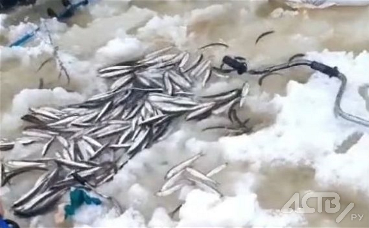 "Провалился по пояс, корюшка есть": сводки с Буссе от сахалинских рыбаков за 2 декабря
