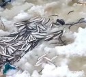 "Провалился по пояс, корюшка есть": сводки с Буссе от сахалинских рыбаков за 2 декабря