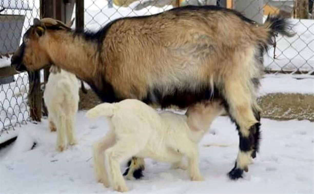 В сахалинском зоопарке беби-бум
