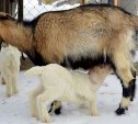 В сахалинском зоопарке беби-бум